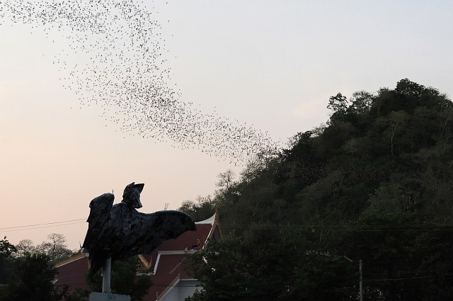 Schwarm an Fledermäusen